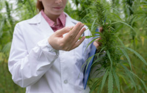 Doctor testing cannabis sativa flowers in the field