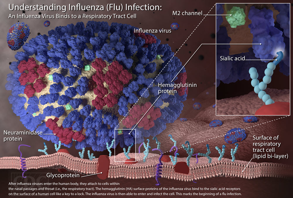 influenza virus infection