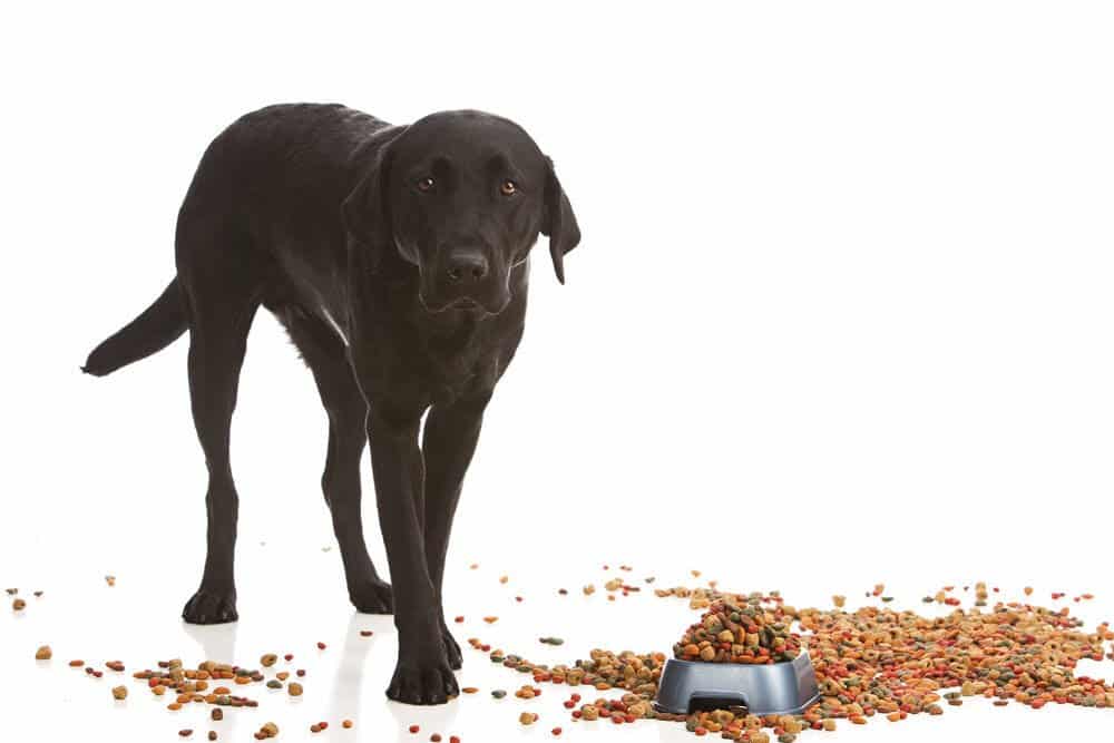 what is dog food testing