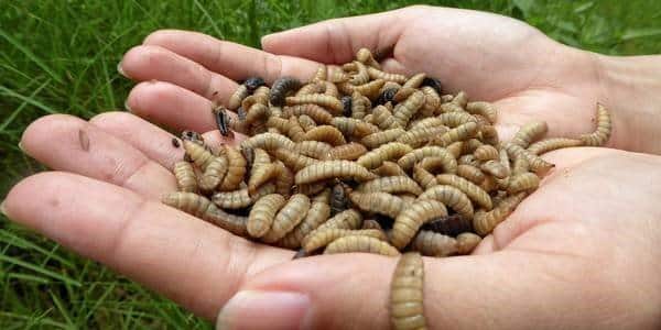 insect larvae