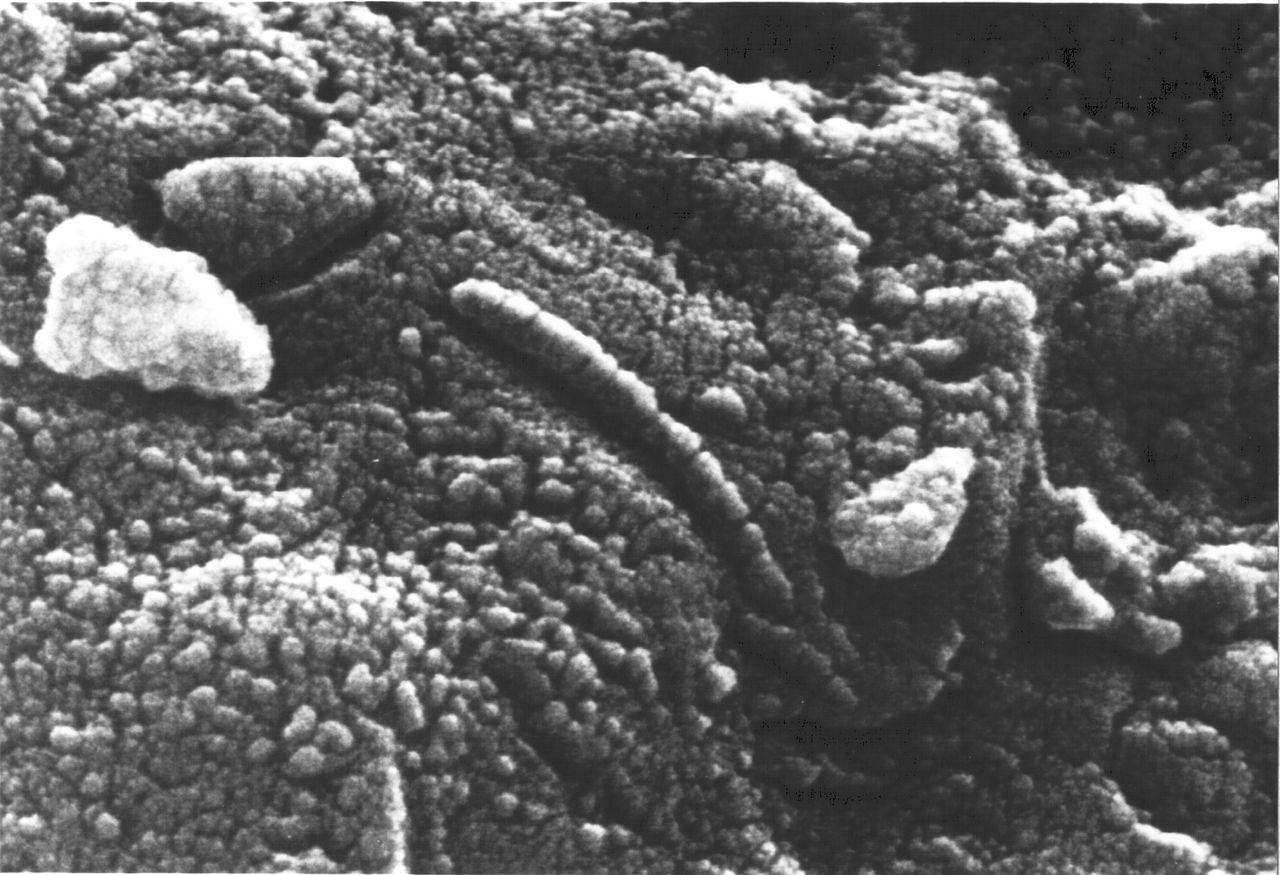 Martian meteorite electron microscope imagery