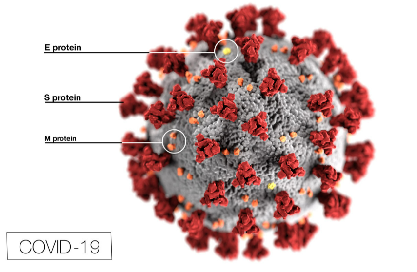 Illustration of the SARS-CoV-2 virus detailing the distinctive spike structure