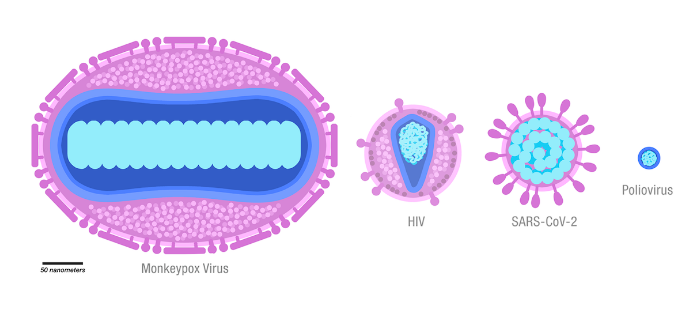 real sizes of monkeypox, HIV, SARS-CoV-2, poliovirus