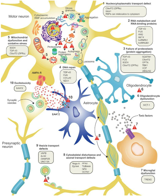 amyotrophic lateral sclerosis disease model and mechanisms