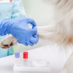 veterinary research and disease control dog's leg and lab worker