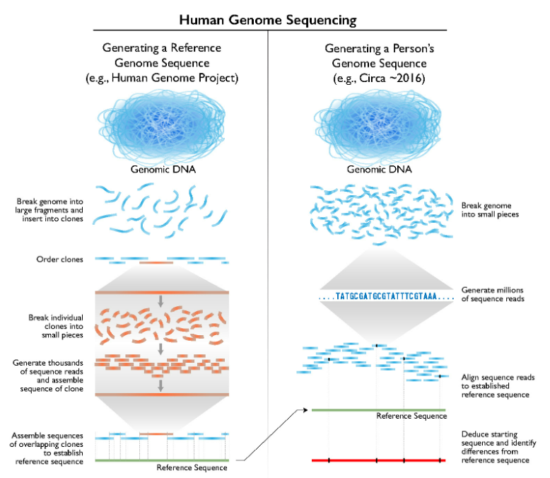 human genomic sequencing