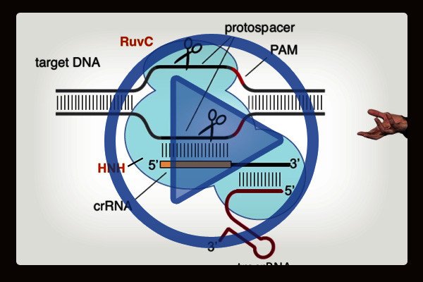 Jennifer Doudna is Professor of the Departments of Chemistry and of Molecular and Cell Biology at University of California, Berkeley, and an Investigator of the Howard Hughes Medical Institute. Here she tells the story of how the CRISPR-Cas9 technology was discovered and how far it has advanced in a short timeframe.